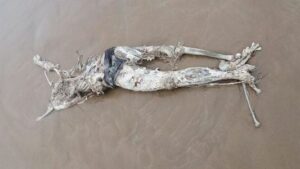 عااجل بالصورة:بحر تامراغت بأكادير يلفظ جثة مشوّهة مقطوعة الرأس والأطراف