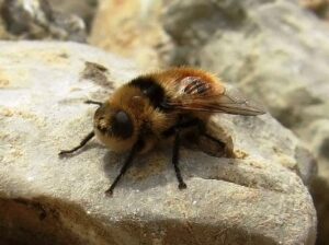 مأساة:لسعة دبابة تتسبب في وفاة سائق شاحنة بسيدي إفني