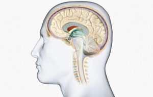 لاتسْتهن بهذا الخبر : 8 علامات تحذرك من وجود ورم بالمخ !!!