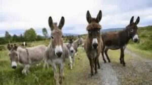 مسؤول بالدرك الملكي حاول تفادي ثلاثة حمير فمات في حادثة سير مروعة