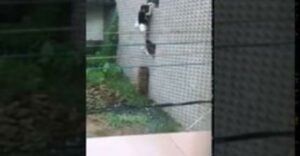 بالفيديو:سقوط مؤلم لفتاة حاولت التسلل لمقابلة ابن الجيران