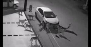 (+فيديو)كاميرات مراقبة ترصد أمرا غريبا فعلته مجموعة كلاب بسيارة