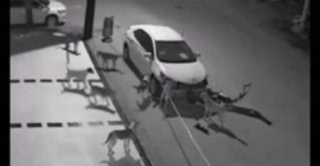 (+فيديو)كاميرات مراقبة ترصد أمرا غريبا فعلته مجموعة كلاب بسيارة