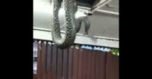 بالفيديو:ثعبان عملاق يثير ذعر زبائن مطعم بعد سقوطه من السقف