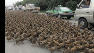 عشرون ألف بطة تعطل الحركة المرورية في الشارع