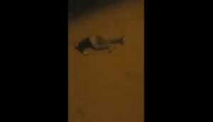 لحظة احتضار شاب أمام والدته بعدما قتلته الشرطة وهو يحمل سكينا من الحجم الكبير