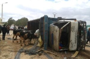 أكادير:نفوق عدد مهم من رؤوس الماشية في انقلاب شاحنة بأكادير