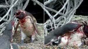 مثير:صدمة بطريق وجد زوجته في أحضان آخر