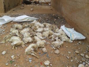 جمعية بأولاد جرار تدق ناقوس خطر رمي الدجاج النافق قرب التجمعات السكنية