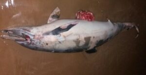 بالصور:بحر أكادير يلفظ دلفينا ضخما