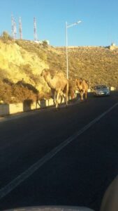 بالصور:الابل السائبة خطورة بالغة تهدد مستعملي الطريق اكادير اوفلا