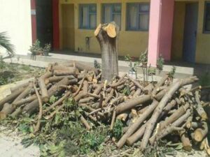 مثير:تزامنا مع كوب 22 مدير مدرسة بإنزكان يقطع العشرات من الأشجار المعمرة ويحصل على “حصة” مهمة من بيعها