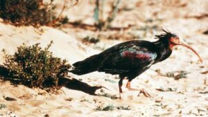 نفوق أسراب من طائر “أبو منجل” باشتوكة يثير عدة تساؤلات ويستنفر المصالح البيطرية بالمنطقة