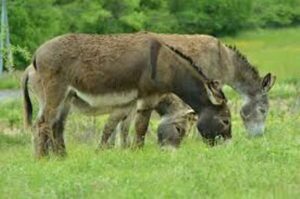 الصين تقتني كل حمير المغرب والعالم العربي وكوريا تسعى لاستيراد كلاب مصر