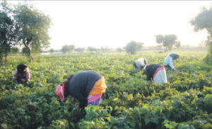 عاملات تحت رحمة الباطرون بأشتوكة أيت باها