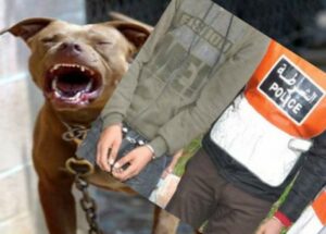 سقوط عصابة تستعين بـِ “بيتبول” لسرقة ضحاياها بانزكان