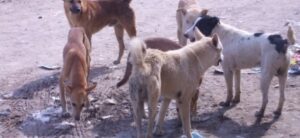 تارودانت:حي درب الحشيش تحت ارهاب الكلاب الضالة، فمن يحمي الساكنة؟