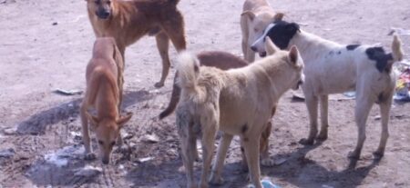تارودانت:حي درب الحشيش تحت ارهاب الكلاب الضالة، فمن يحمي الساكنة؟