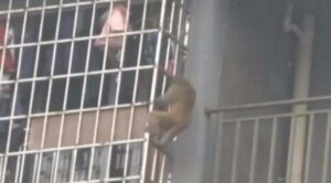 بالفيديو: قرد يغزو أحد المباني السكنية بحثاً عن الطعام