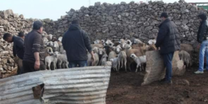 مثير:تفكيك عصابة الفراقشية وزعيمها كان يخطط للالتحاق بداعش وتمويل رحلته بأموال قطيع الماشية المسروقة