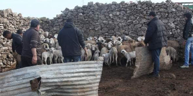 مثير:تفكيك عصابة الفراقشية وزعيمها كان يخطط للالتحاق بداعش وتمويل رحلته بأموال قطيع الماشية المسروقة