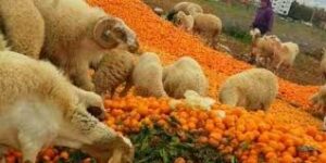 الحوامض تقدم علفا للمواشي بتارودانت بسبب انهيار الأسعار