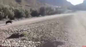 خطير:”خنزير” يهاجم رجلا كان يصلي،ويعتدتي عليه بوحشية