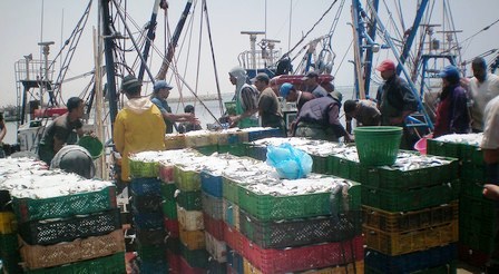 أزمة “السردين” والأسماك الزرقاء تهدد المغرب بعد إضراب أصحاب مراكب الصيد بأكادير