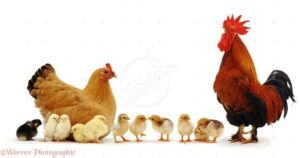 تحذير من استهلاك أمهات الكتاكيت ودجاج البيض الذي يتم ترويجه بالأسواق