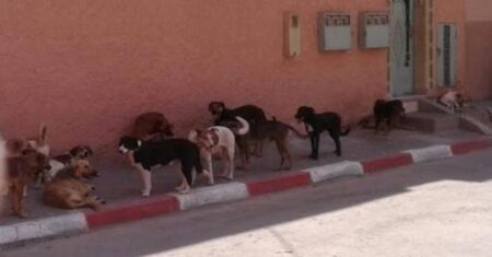 أكادير:كلاب متشردة تجوب الشوارع بكل حرية أمام أعين السلطات المختصة