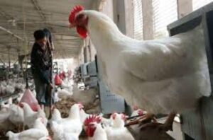 أنفلونزا الطيور شديدة الضراوة تستنفر المصالح الصحية المغربية