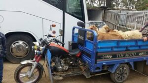 لص يسرق أغنام أخته بسبب جرعة مخدرات