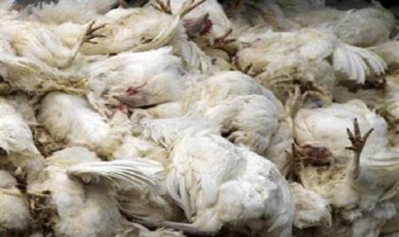 خطير:نفوق أعداد كبيرة من الدجاج بتيزنيت وأصحابها يتخلصون منها بسوق الأحد بأكادير وأسواق إنزكان خطير:نفوق أعداد كبيرة من الدجاج بتيزنيت وأصحابها يتخلصون منها بسوق الأحد بأكادير وأسواق إنزكان