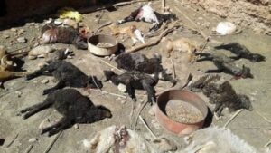 بالصور:حيوان مفترس يرتكب مجزرة في حق قطيع من المواشي بطاطا