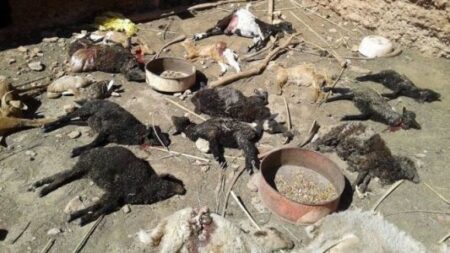 بالصور:حيوان مفترس يرتكب مجزرة في حق قطيع من المواشي بطاطا بالصور:حيوان مفترس يرتكب مجزرة في حق قطيع من المواشي بطاطا