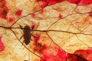 طالبة من أكادير تحصل على جائزة دولية في التصوير