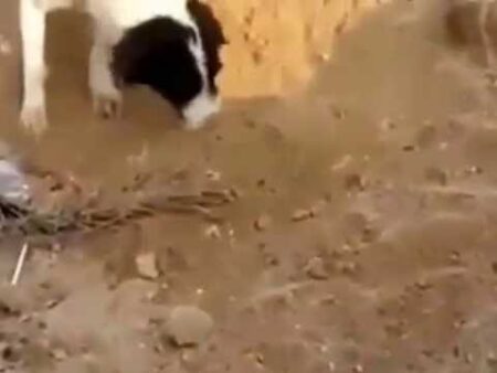 "جثة كلب" تخلق حالة استنفار بأكادير.