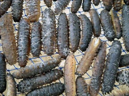 درك أكادير يضرب بقوة ويوقف عصابة متخصصة في صيد خيار البحر بطرق غير مشروعة