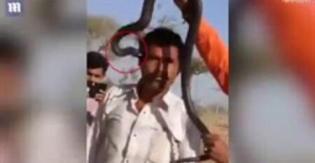 قبلة مميتة من كوبرا تودي بحياة رجل