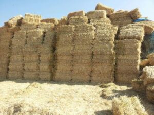 فاجعة:”التبن” ينهي حياة طفلتين بطريقة مروعة ويرسل أخريات إلى المستعجلات