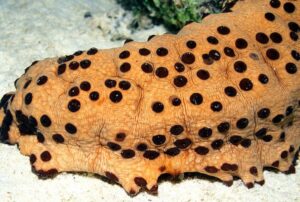 اندلاع حرب طاحنة بين الصيادين المغاربة بالداخلة بسبب “الفياغرا”