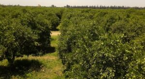 اعتقال أب وابنه من داخل ضيعة بتارودانت بعد عملية تفتيش منزل الأسرة وهذه هي التفاصيل