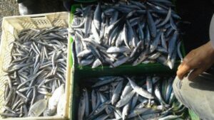 يهم ساكنة أكادير.. أياما قبل رمضان أسعار السردين تنخفض بشكل كبير،وثمن الصندوق وصل 25 درهما