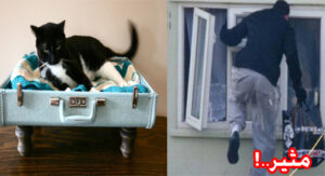 لص يستعمل قطا بطريقة ذكية في عمليات سرقة حيرت الساكنة وكبدتهم خسائر كبيرة في أغراضهم