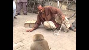 خطير:قرد “يشرمل” عون سلطة ويرسله في حالة حرجة إلى المستعجلات