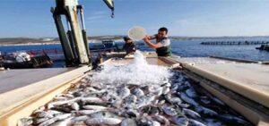 أياما على شهر رمضان، تحذيرات من استنزاف خطير للثروة السمكية بالمغرب