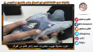 خطيـر.. تهريب مخدرات بحمام زاجل !!