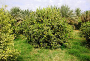 إنزكان: مشروع إقامة مركز لإنتاج الذكور العقيمة لذبابة الفاكهة تثير مخاوف سكان أيت ملول.