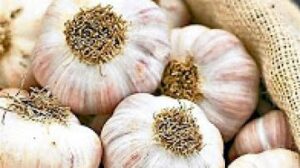 غريب جدا: هذا يحدث لجسمك إذا تناولت فص ثوم يوميا