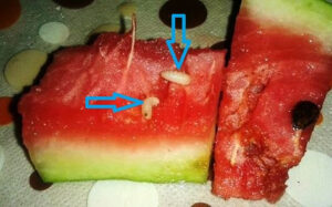 +صورة: مواطنون يكتشفون الدود الأبيض وسط “الدلاح” أياما فقط بعد فضيحة البراز